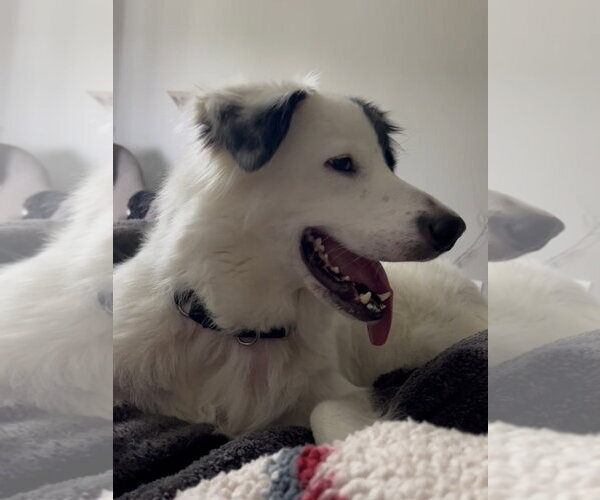 Medium Photo #4 Aussie Pyrenees Puppy For Sale in Houston, TX, USA