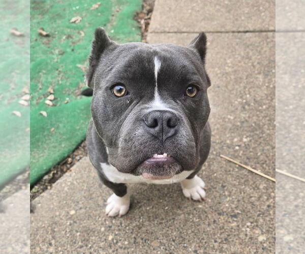 Medium Photo #3 Bulldog-Unknown Mix Puppy For Sale in St. Louis Park, MN, USA