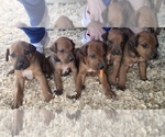 Small Photo #2 Rhodesian Ridgeback Puppy For Sale in KIRBYVILLE, TX, USA