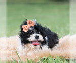 Small #2 Shih Tzu