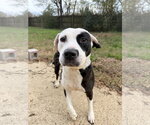 Small #2 American Staffordshire Terrier Mix