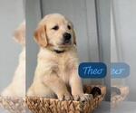 Puppy Theo Golden Retriever