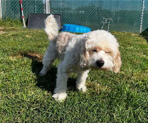Cavalier King Charles Spaniel-Unknown Mix Dogs for adoption in South Bend, IN, USA