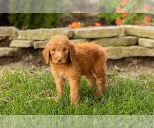 Goldendoodle-Poodle (Standard) Mix Puppy for sale in NAPPANEE, IN, USA