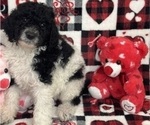 Small #2 Goldendoodle