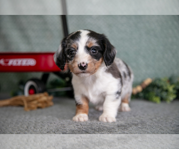 Medium Photo #18 Dachshund Puppy For Sale in ELIZABETHTOWN, PA, USA