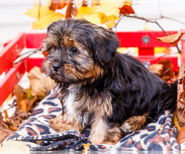 Medium Photo #32 Shorkie Tzu Puppy For Sale in WAKARUSA, IN, USA