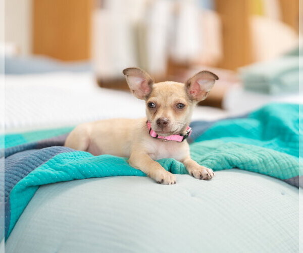 Medium Photo #3 Chihuahua-Unknown Mix Puppy For Sale in Marina Del Rey, CA, USA