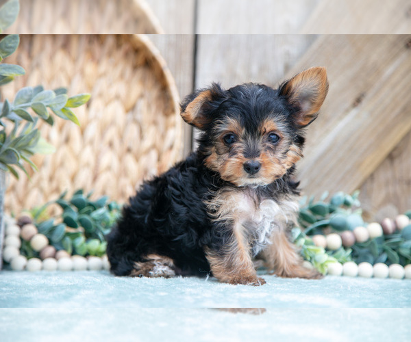 Medium Photo #10 Yorkshire Terrier Puppy For Sale in GREENWICH, OH, USA