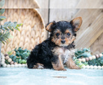Small Photo #10 Yorkshire Terrier Puppy For Sale in GREENWICH, OH, USA
