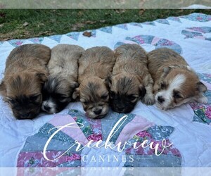 Havanese Litter for sale in NIANGUA, MO, USA