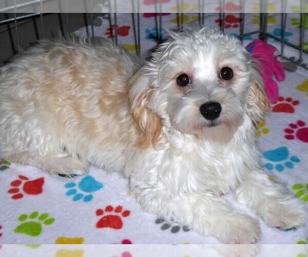 Medium Photo #12 Havanese Puppy For Sale in ORO VALLEY, AZ, USA