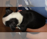 Small #1 Boston Terrier