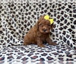 Small #6 Goldendoodle (Miniature)