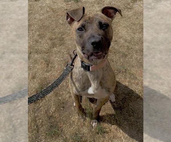 Medium Photo #2 American Pit Bull Terrier Puppy For Sale in Center Township, PA, USA