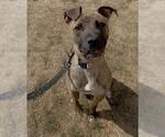 Small #1 American Pit Bull Terrier