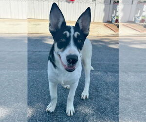 Bernie - Male Mutt Dog for Adoption - Photo #3