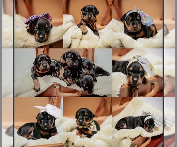 Medium Photo #1 Doberman Pinscher Puppy For Sale in YORK, NE, USA