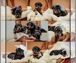 Small Photo #1 Doberman Pinscher Puppy For Sale in YORK, NE, USA