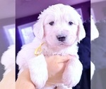 Small #23 English Cream Golden Retriever
