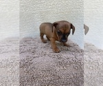 Puppy 2 Chiweenie-Jack Russell Terrier Mix