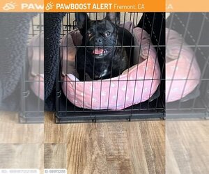 French Bulldog Dogs for adoption in Fremont, CA, USA