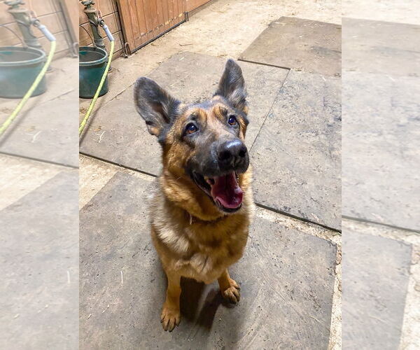 Medium Photo #4 German Shepherd Dog Puppy For Sale in Millburn, NJ, USA