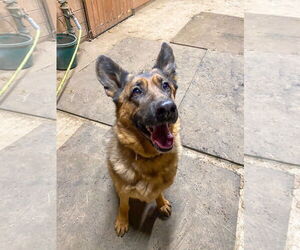 Harley (with Joker) - Female German Shepherd Dog Dog for Adoption - Photo #4