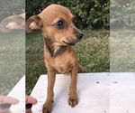 Small Photo #3 Chihuahua Puppy For Sale in GOSHEN, IN, USA