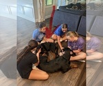 MaryJane - Female Rottweiler Dog for Adoption - Photo #7