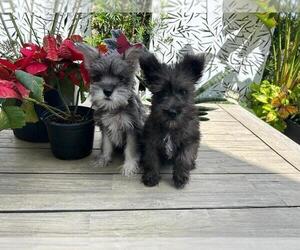 Schnauzer (Miniature) Puppy for sale in HOLLYWOOD, FL, USA