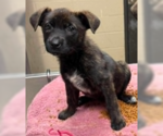 Small Labrador Retriever Mix