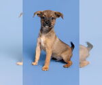 Small #4 Chihuahua Mix