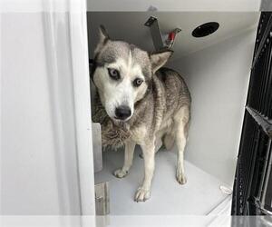 Siberian Husky-Unknown Mix Dogs for adoption in Houston, TX, USA