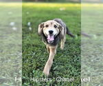 Small Coonhound-Golden Retriever Mix