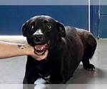 Small #12 Labrador Retriever Mix