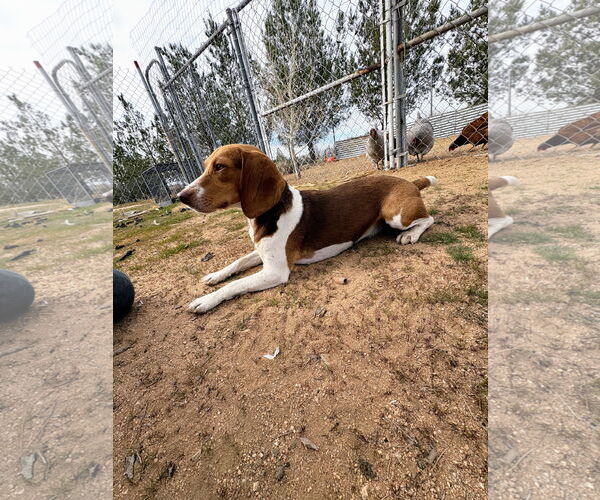 Medium Photo #4 Beagle Puppy For Sale in Apple Valley, CA, USA