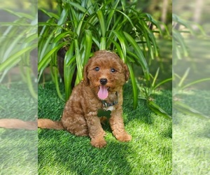 Goldendoodle (Miniature) Puppy for sale in INDIANAPOLIS, IN, USA
