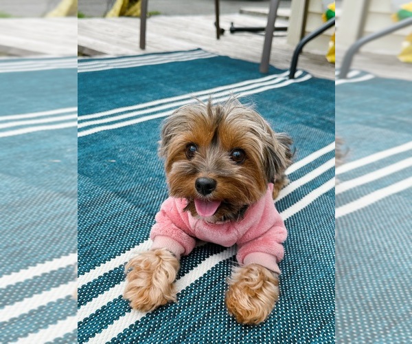 Medium Photo #8 Yorkshire Terrier Puppy For Sale in WEST HARTFORD, CT, USA