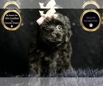 Puppy Bizty Morkie