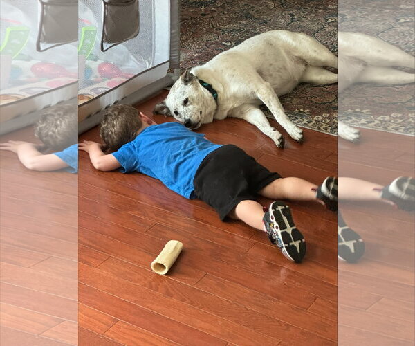 Medium Photo #4 Mutt Puppy For Sale in Rosenberg, TX, USA