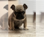 Small Photo #11 French Bulldog Puppy For Sale in ELK GROVE, CA, USA