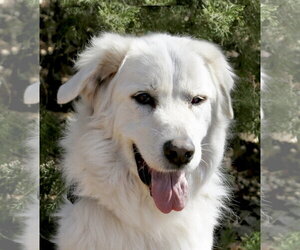 Great Pyrenees-Unknown Mix Dogs for adoption in Spring, TX, USA