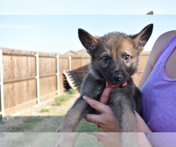 Medium Photo #10 German Shepherd Dog Puppy For Sale in ANNA, TX, USA