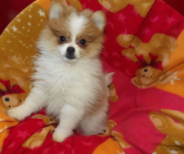 Medium Photo #6 Pomeranian Puppy For Sale in PATERSON, NJ, USA