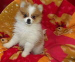 Small #4 Pomeranian