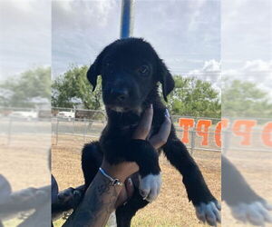 Labrador Retriever-Unknown Mix Dogs for adoption in Corpus Christi, TX, USA