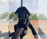 Small Labrador Retriever Mix