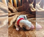 Small Photo #76 Sheepadoodle Puppy For Sale in LEHI, UT, USA