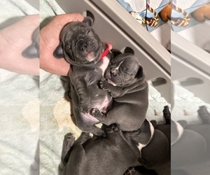 French Bulldog Puppy for Sale in ELIZABETH, New Jersey USA